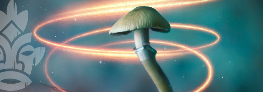 PSILOCYBE CYANESCENS